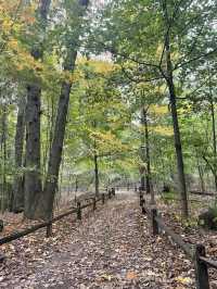 Experience the Vibrant Fall Foliage in New York City via Subway