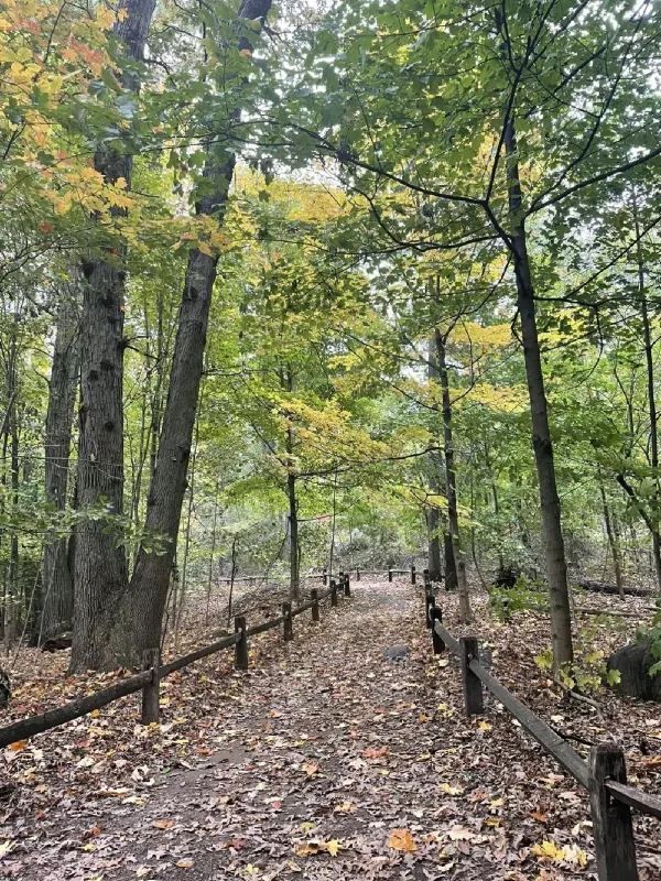 Experience the Vibrant Fall Foliage in New York City via Subway
