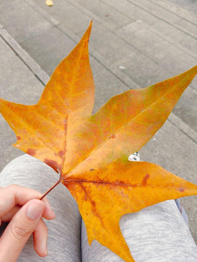 來一賞金秋梧桐吧~超級出片。