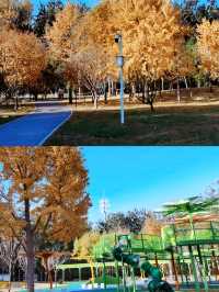 北京這個冷門公園銀杏真美爆。