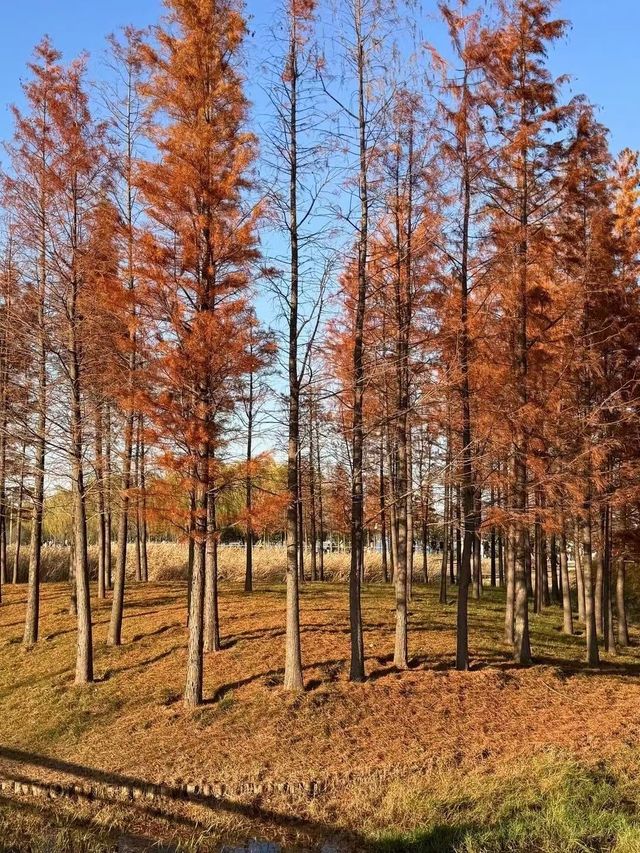 鄭州北龍湖濕地公園裡的水杉，美得像一幅油畫！