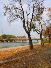 遠香湖公園此刻已是深秋！！！