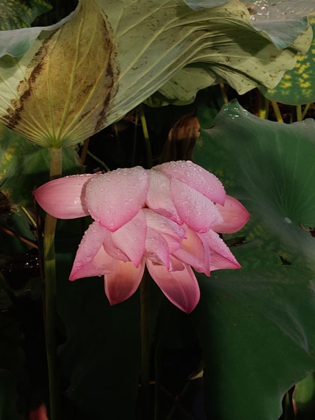 【綠意盎然】福州西湖公園：千年古韻中的碧波翠影