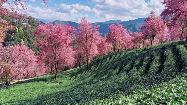 無量山櫻花谷：冬日裡的粉色夢境