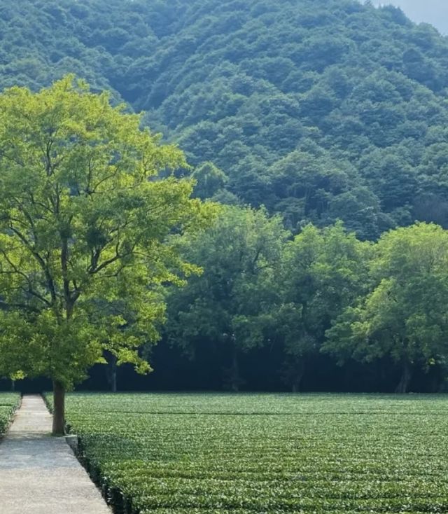 雲徑天竹——隱於西湖畔的綠野仙蹤