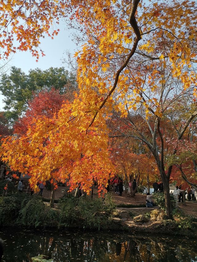 嘉定秋霞圃賞紅葉