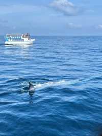 Magical Experience of Whale Watching in Mirissa