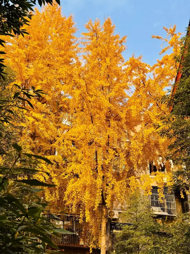 Chengdu Qingyang Palace, a place of beauty