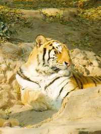 冬季反向遊 | 附平頂山動物園互動遊玩攻略
