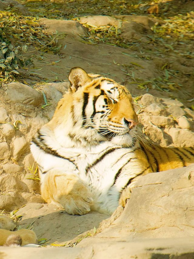 冬季反向遊 | 附平頂山動物園互動遊玩攻略