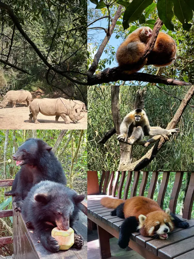 4-Day Itinerary in Pu'er | Don't Miss Out on the Panda Experience