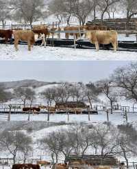 來烏蘭布統看雪了