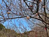 晴日，再訪梅花谷