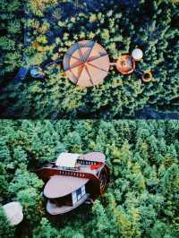 黃山旅遊打卡黃山森林中的童話精靈樹屋