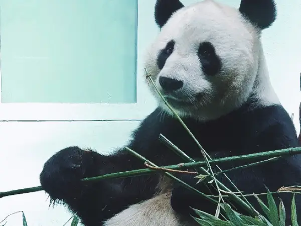 Edinburgh Zoo: The Only Zoo in the UK with Giant Pandas