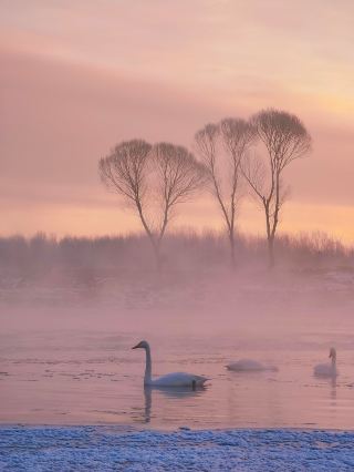 [Stunning! A "Swan Storm" is Coming to Chaoyang, Liaoning!] 