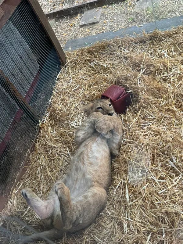 A Visit to London Zoo