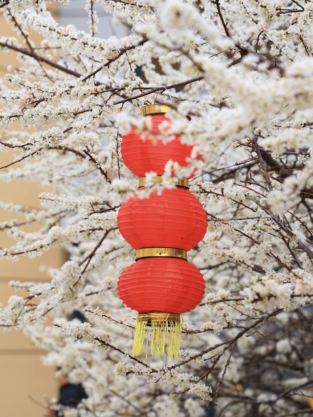 李花盛放--陽山水浪花谷