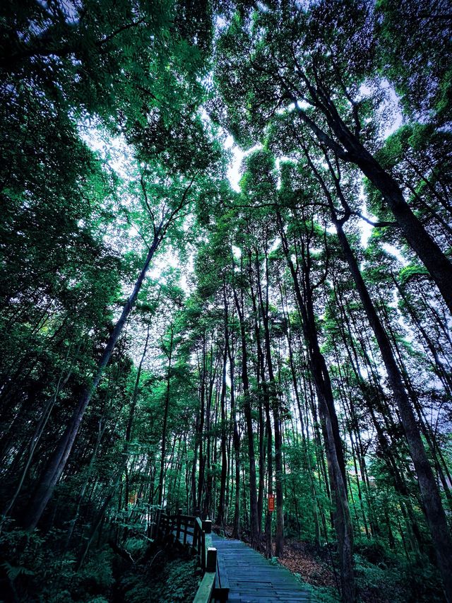 春節暢遊樂山-峨眉山-都江堰 美景美食兩不誤