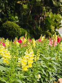 人民公園的金魚草開花啦!