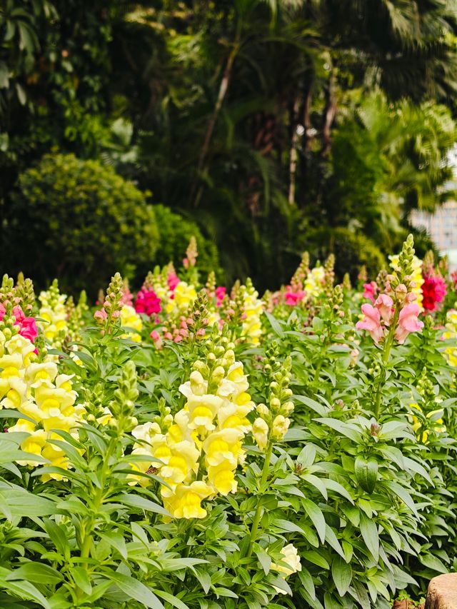 人民公園的金魚草開花啦! 人民公園的金魚草開花啦!