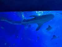 🐬 珠海的歡樂海洋世界 - 珠海長隆海洋王國 🐬