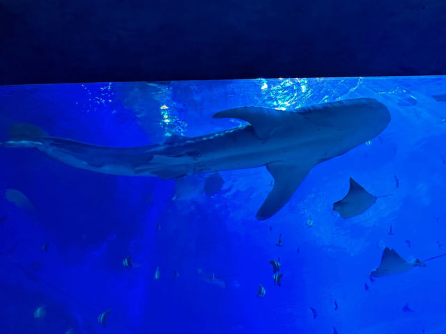 🐬 珠海的歡樂海洋世界 - 珠海長隆海洋王國 🐬