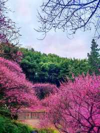春日漫步：彩雲湖公園