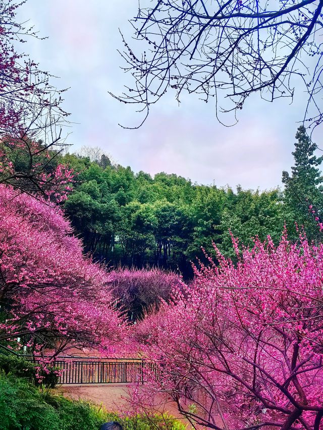 春日漫步：彩雲湖公園
