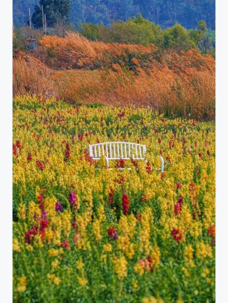 The snapdragon flower sea is so photogenic