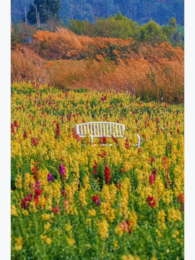 금어초 꽃밭에서 사진 찍으면 정말 잘 나와요