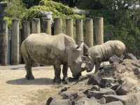 Auckland Zoo For Year Of the Snake, So Many Happy Animals!