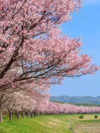 櫻花花火親歷日式浪漫春日物語～