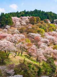 🌸在吉野山，赴一場千本櫻的浪漫之約