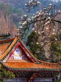 3月6日實拍絕美禪源寺玉蘭花開70%