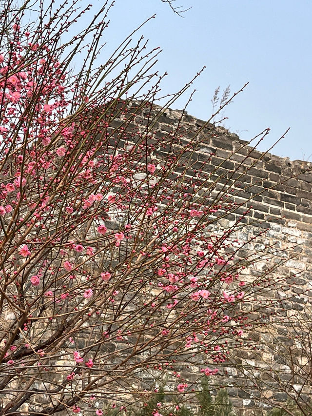 明城牆遺址的梅花～