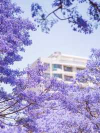 你幾時去昆明睇藍花楹啊