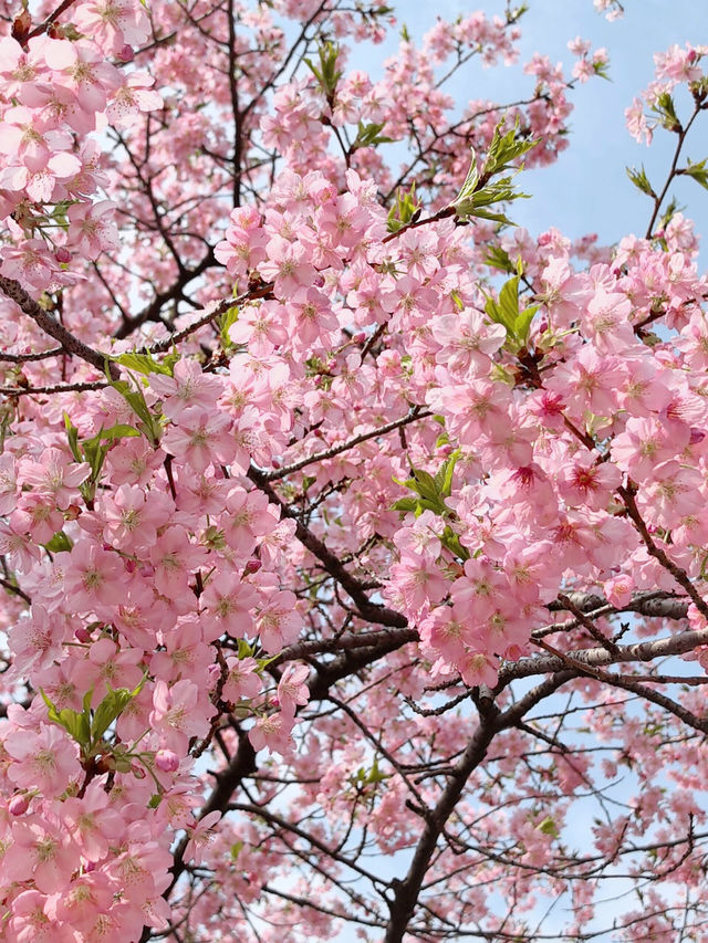 🌸 上海辰山植物園的河津櫻開了！ 