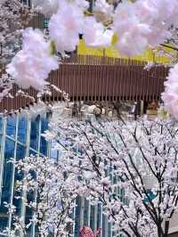 重慶櫻花雨太瘋狂了！就在光環購物公園