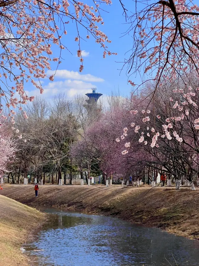 【春日限定】奧森桃花谷 花海美到心醉