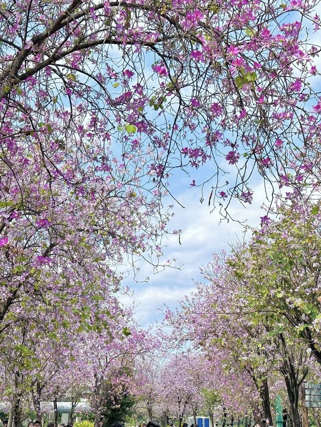 3月的廣州美到爆......紫荊花海！！