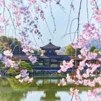 🌸京都賞櫻必去7大聖地🌸