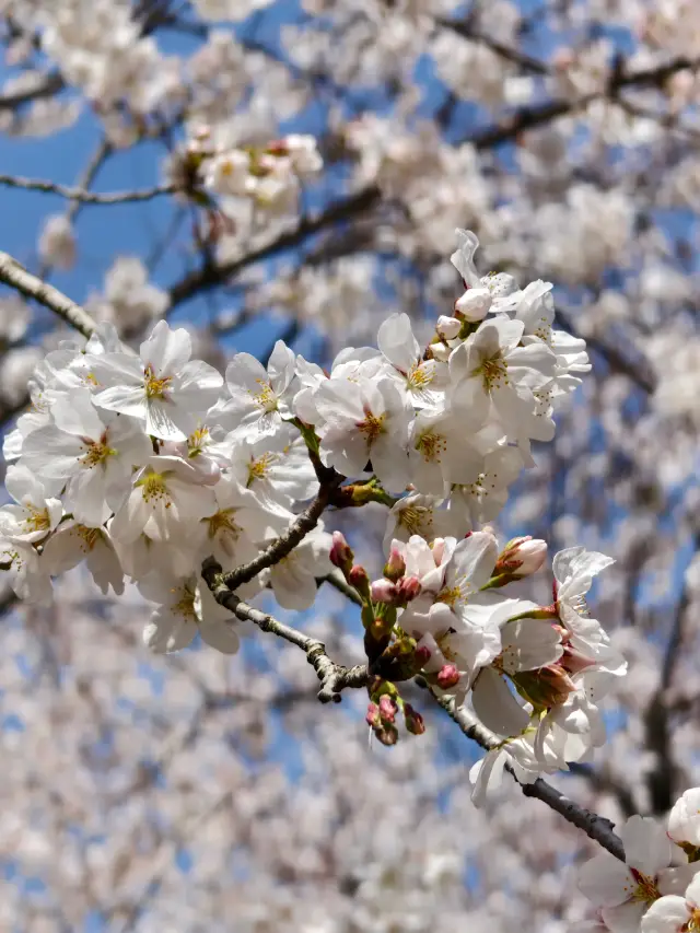 A Time-Saving Guide to Cherry Blossom Viewing at Yuantouzhu