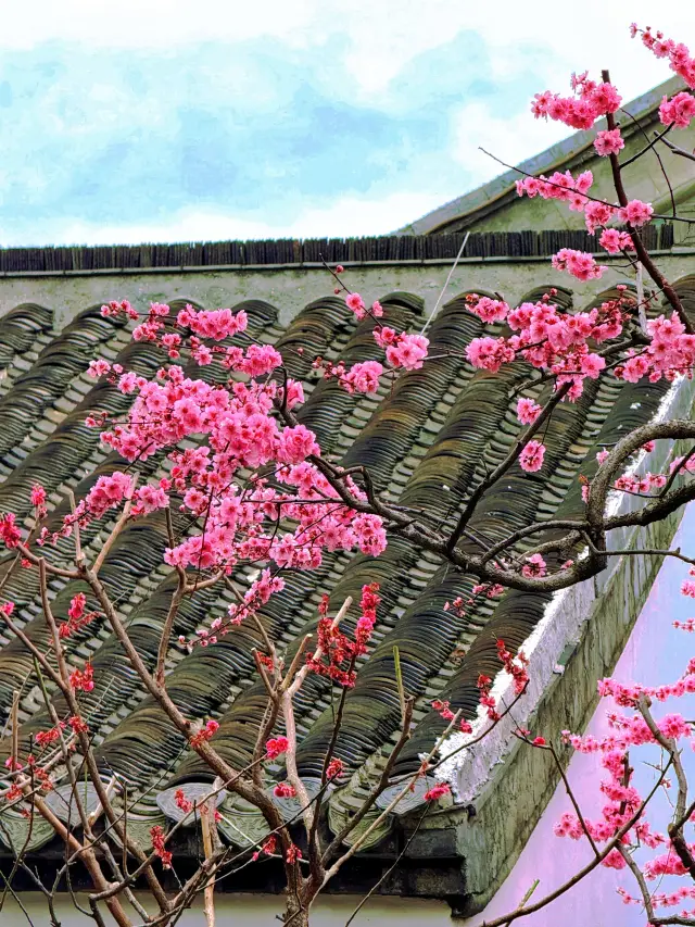 Yangzhou Spring Special | One-Day Peach Blossom Tour of Geyuan Garden and Slender West Lake