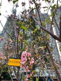 🌸香港沙田石門河畔櫻花盛景