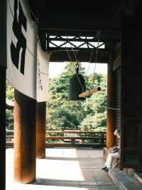 日本景點|絕美杉樹步道！神秘又瑰麗。