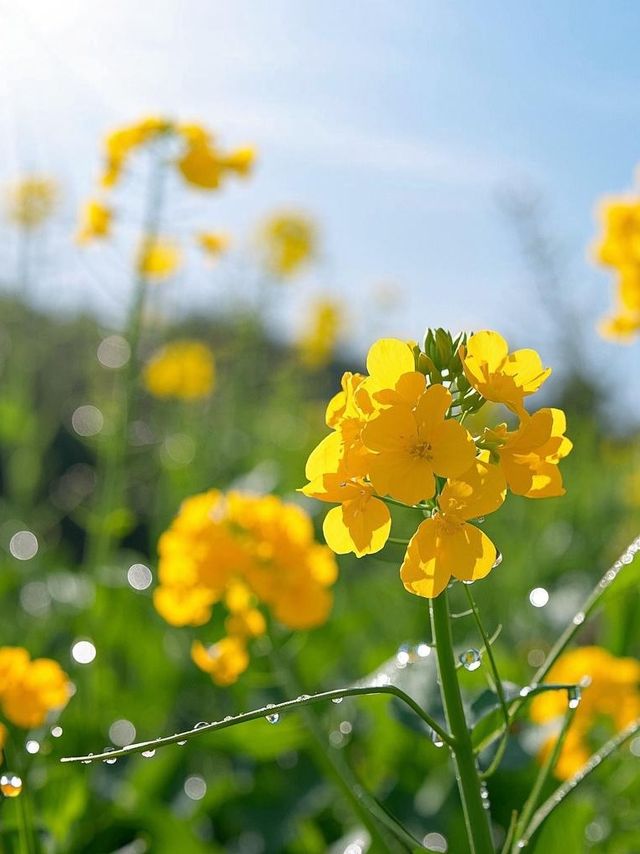 走啦！由西安出發去漢中賞油菜花啦