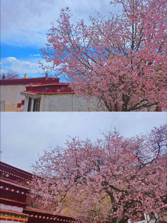春季賞桃花圖鑑：拉薩行