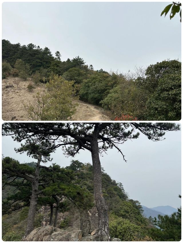 佛系吸氧天花板！天目山保姆級避坑攻略