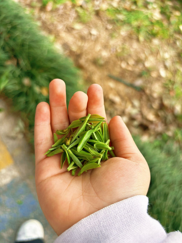 長興芳草地度假酒店｜春日限定快樂